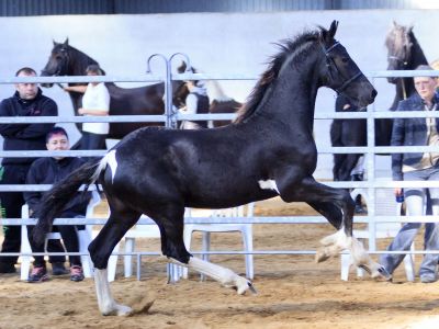 Hc-horses Jögman Von S