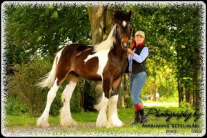 Drumhorse - KING WILLIAM WINGS OF WULCAN