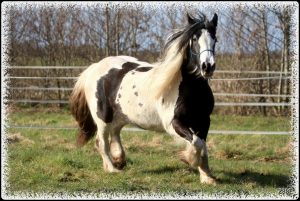 Irish Cob - Cassiopeia