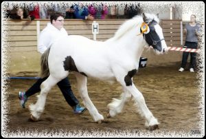 Irish Cob - Stald Hjørnebo`s Filius of Willie Willie