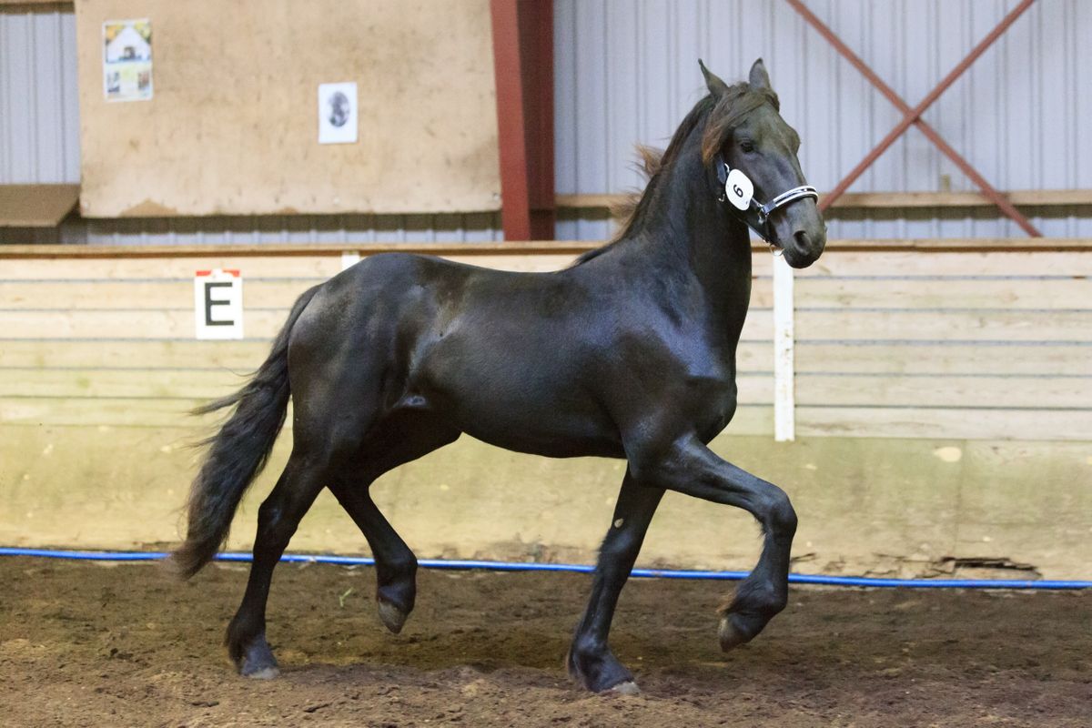 Hc-horses Frauke (19)