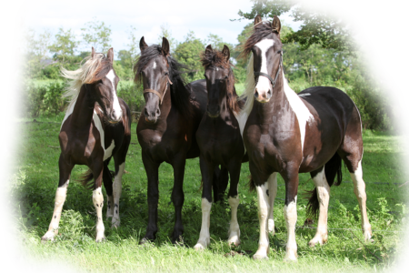 4banden