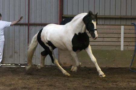 Amigo Skovbjerggaards Frieser-2