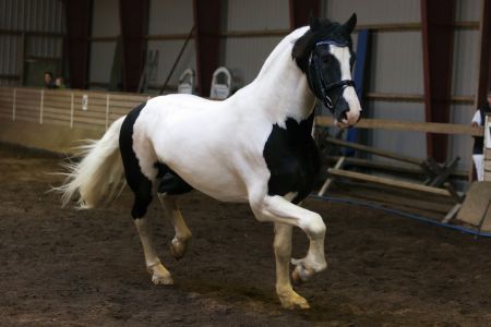 Amigo Skovbjerggaards Frieser-3