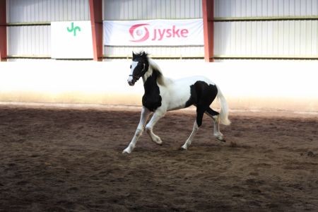 Amigo Skovbjerggaards Frieser-4