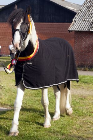 Amigo Skovbjerggaards Frieser-5