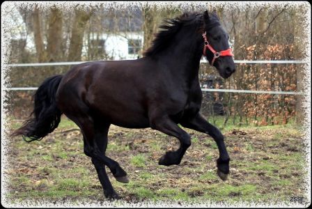Barock-pferd - Gaia