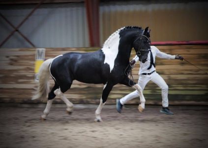 Bonte Lureno Fan Stald Barok 1