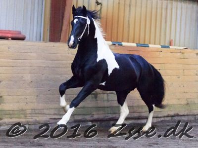 Carano-058