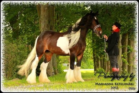 Drumhorse - GORGIE RACKLIE Fan KILEWIER