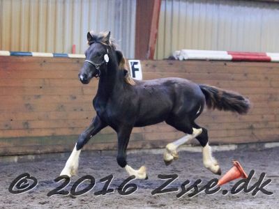 Felix Fan Stald Barok-045
