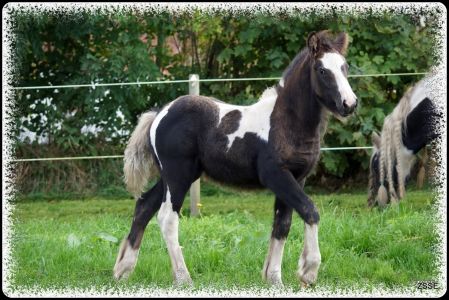 Haalshojgaards Elle Est Belle