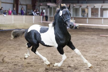 Hc-horses Opposites Playboy (17)