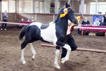 Hc-horses Opposites Playboy (38)
