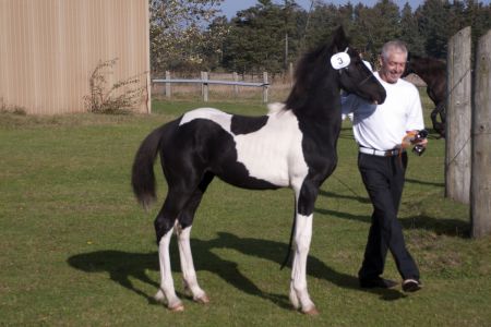 Hc-horses Opposites Playboy (6)