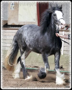 Irish Cob - Stald Kjærulff`s Sandy