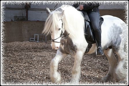 Irish Cob - Nordlichts Willie Willie Victory Bro