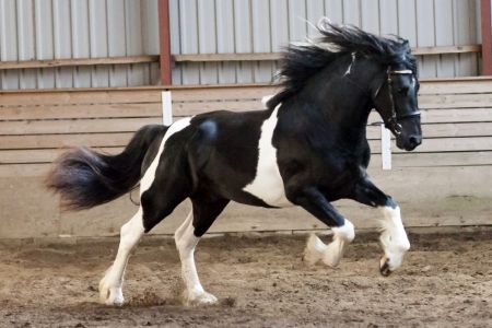 Lancelot (45)
