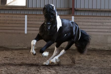 Lancelot (51)