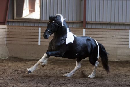 Lancelot (57)