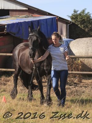 Mønstring D. 10-09-2016 (35)