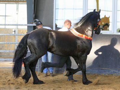 Matten Fan It Jaacpaad (62)