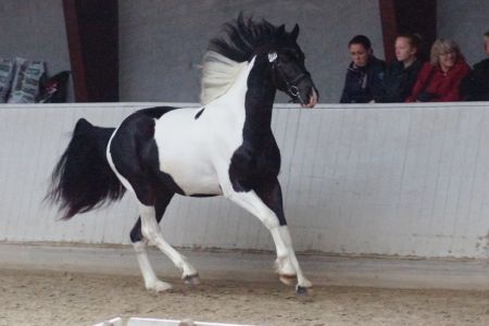 Obelix1