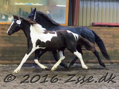 Revsgaards Rhapsody-033