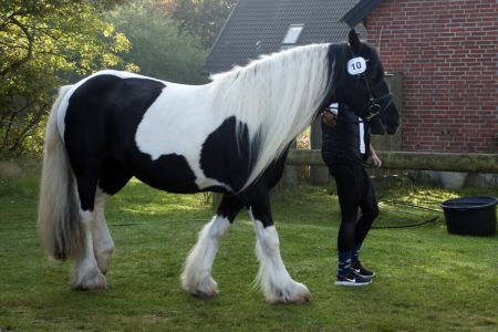Risgaard´s Ronja (1)