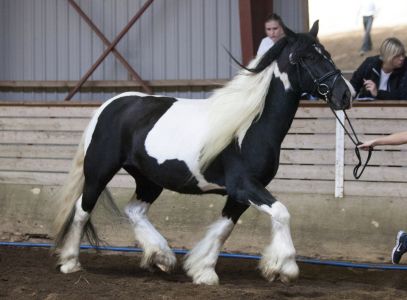 Risgaard´s Ronja (31)-001