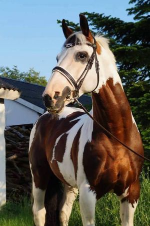 Axioma’s Breezer