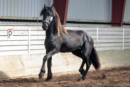 Hc-horses Frauke (24)