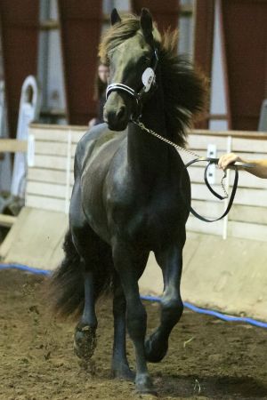 Hc-horses Frauke (2)