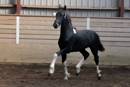 Hc-horses Heinmann (16)