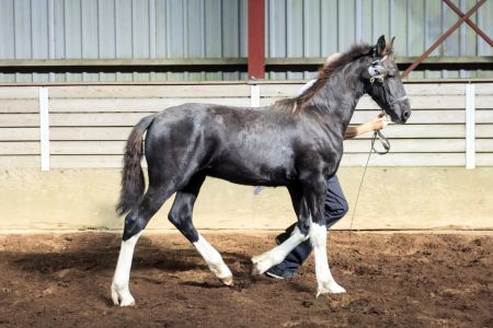 Hc-horses Heinmann (33)